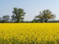 Bäume hinter Rapsfeld beim Heinrichwinkel nahe Übersee